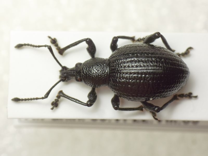 Otiorhynchus rugosus krattereri Boheman, 1843